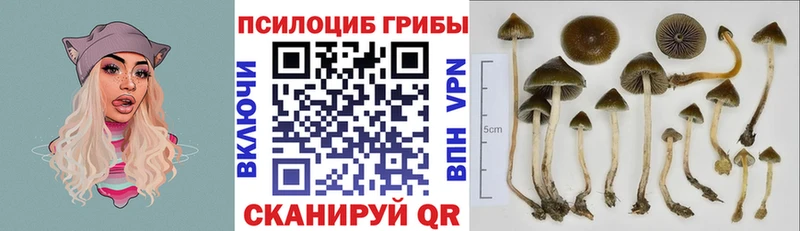 Галлюциногенные грибы Psilocybine cubensis  Билибино 